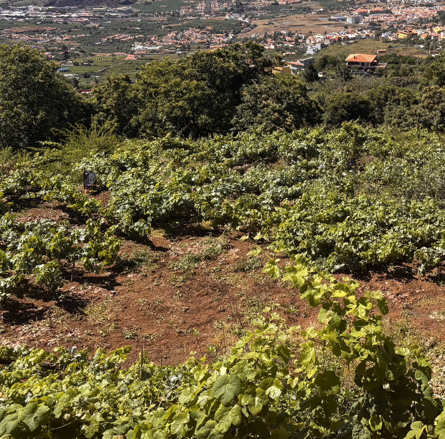 AGRARIO